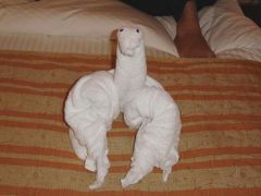 towel animal2.jpg