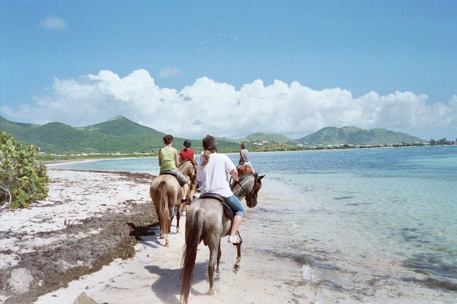 Stingrays, Horses and Bears ... Oh My!