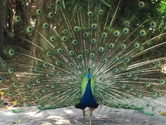 Peacock, Flamingo Gardens