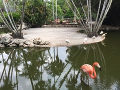 Flamingo Island