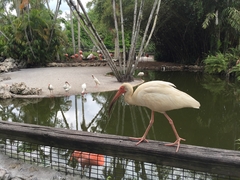 Flamingo Island.2