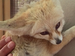 Fennec Fox, Sawgrass Recreation Park