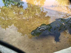 Gator at Sawgrass Mills Recreation Park