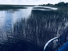 Everglades.2