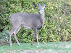Deer Sighting-Acadia Park