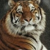 Tigerlily1963